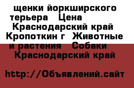 щенки йоркширского терьера › Цена ­ 12 000 - Краснодарский край, Кропоткин г. Животные и растения » Собаки   . Краснодарский край